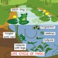 Frog life cycle. Sequence of stages of development of frog from egg to adult animal in pond Royalty Free Stock Photo